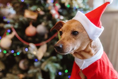 Noel Baba kostümü giymiş güzel bir minyatür köpek portresi yatakta oturmuş, güpegündüz dekore edilmiş Noel ağacının bulanık arka planına çok yakından bakıyor. Tatil geçmişlerini kavra