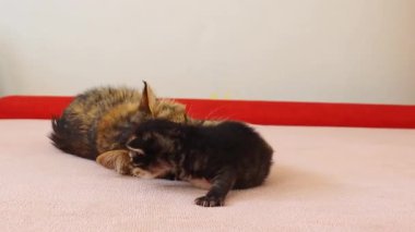 Bir anne kedi yeni doğmuş kedisini yalıyor. Yavru kedi yavaş çekimle bir klinikteki yatakta uzanarak yürümeye çalışıyor. Sağlıklı yaşam tarzı, evcil hayvan bakımı, yeni hayat kavramı.