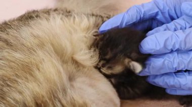 Mavi eldivenli genç bir doktor, ameliyattan sonra anne kedinin sütü içmesine yardım ediyor. Hem de bir klinikte, yavaş çekimde. Çocuklar ve evcil hayvanlar, sağlıklı hayvan yaşam tarzı, hayvan bakımı, yeni