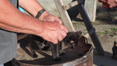 Tanımlanamayan iki beyaz adam, güneşli bir yaz gününde üç renkli bir kediye ağır çekimde pire tedavisi uyguluyor. Hayvan bakımı konsepti, köy yaşam tarzı, insanlar ve evcil hayvanlar.