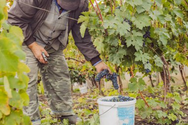 Kafkasyalı bir adam, bir sonbahar gününde üzüm bağlarını kırsal bahçesinde bir kovaya koyar. Orta boy, yan görüş. Konsept: hasat zamanı, geleneksel şarap yapımı.