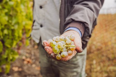 Beyaz, kıdemli bir adam, hasat zamanı, bir sonbahar günü kırsal bir bahçede dikilen kirli ellerinde bir demet beyaz üzüm tutuyor. Yan görüntüyü yakından çek. Konsept: hasat zamanı, geleneksel şarap yapımı.
