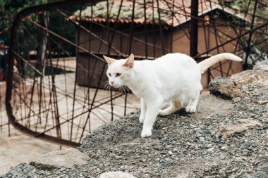 Açık renkli bir Türk Angora kedisinin güzel bir yatay portresi, sonbahar günü taştan bir şehir çiti boyunca serbestçe geziniyor, yan görünüş, orta çekim. Kavram: safkan kediler, evcil hayvan yaşam tarzı.
