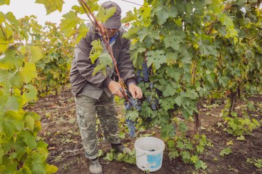 Beyaz bir adam bir sonbahar günü kırsal bahçesinde budama makası kullanarak asmadan üzüm topluyor. Orta boy, yan görüş. Konsept: hasat zamanı, geleneksel şarap yapımı.