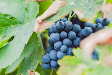 Bir sonbahar günü, yerel bir üzüm bağında yaprakların arasında asılan bir demet olgun, sulu mavi şarap üzümünün güzel yakın plan görüntüsü. Konsept: hasat zamanı, geleneksel şarap üretimi.