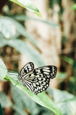 Soyut siyah ve beyaz desenli renkli bir Leuconoe kelebeği yaz günü bir seranın tropikal bitki yaprağının üzerinde, yakın çekimde duruyor. Nadir görülen kelebek türleri.