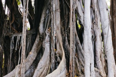 Bir sonbahar günü, Tenerife adasındaki bir botanik bahçesindeki eşsiz bir Ficus benghalensis ağacının kök sisteminin güzel yakın plan görüntüsü. Tropik ağaç arkaplanı kavramı.