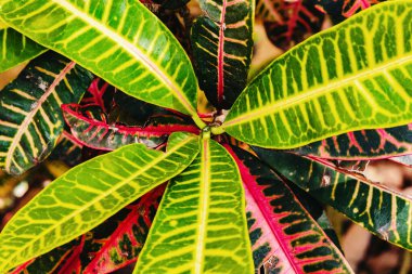 Güneşli bir sonbahar gününde botanik bahçesinde yetişen çay ailesinin renkli yeşil bir çalısı olan Codiaeum variegatum 'un soyut atmosferik görüntüsü. Konsept: Güzel egzotik bitki arkaplanı.