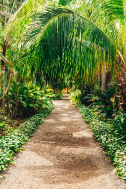 Güneşli bir sonbahar gününde, tropikal bir botanik bahçesinin kenarlarını çevreleyen, sarkık yapraklı palmiye ağaçları ve diğer bitki örtüleriyle kaplı, uzak mesafelere uzanan ince çakıl yollarının atmosferik bir görüntüsü. Konsept: Güzel egzotik