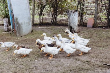 Güzel beyaz Pekin ördekleri sürüsü bir sonbahar günü, kırsal kesimde, bir çiftlikte, bir bahçede serbestçe dolaşıyorlar. Kavram: Evcil ördek yaşam tarzı.