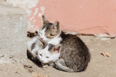 İki küçük başıboş gri-beyaz kedi yavrusunun birbirine sarılıp güneşin tadını çıkardıkları, kırsal bir arka bahçede sonbahar günü oturdukları yakın plan görüntüsü. Arka bahçedeki evcil hayvanların yaşam tarzı..