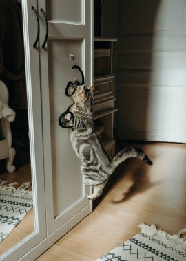 Küçük, güzel bir kedi yavrusu beyaz bir dolaba yapışmış siyah spiral bir oyuncakla oynuyor. Güneşli bir yaz gününde, yan görüntüde, yatak odasında donmuş bir şekilde. Modern yaşam tarzı evcil hayvanları düşünün, oyun zamanı.