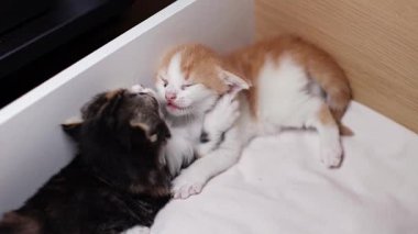 İki yeni doğmuş sevimli kedi yavrusu tahta bir yatak kutusunda beyaz bir yatakta uzanıp birbirlerini ısırıyorlar, yukarıdan yakından bakıyorlar..