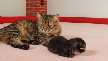 Bir anne kedi, kendini örterek, bir klinikte yatağında uzanan yeni doğmuş bir kediyi yavaş çekimle yakın çekimde yalıyor. Sağlıklı yaşam tarzı, evcil hayvan bakımı, yeni hayat kavramı.