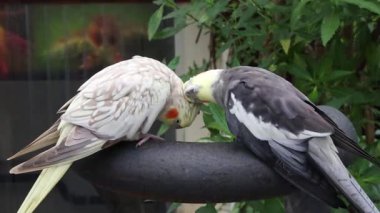 İki gri ve beyaz papağan, metal bir çitin üzerine tünemiş ve bir sonbahar günü adaların botanik bahçesinde birbirlerini sevecen bir şekilde okşayarak yavaş çekimde yan yana bakıyorlar. Kavram: Şefkat anı, papağan yaşam tarzı.