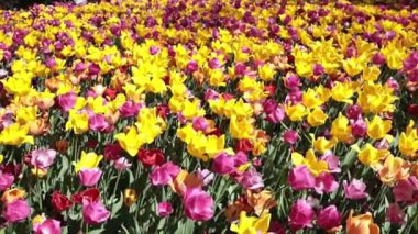 Güzel, renkli, sarı ve pembe renkli laleler güneşli bir bahar gününde, geniş bir çayırda, rüzgarda yavaşça sallanıyor. Lale açma zamanı kavramı.