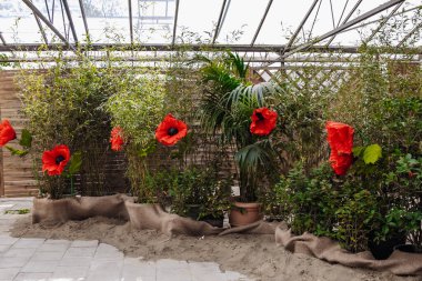 Baharda güneşli bir günde halka açık parktaki kapalı cam odada, saksılarda duran büyük kırmızı yapay gelinciklerin güzel manzarası. Çiçekli arka planlar kavramı..