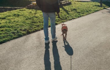 Tanınmayan, turuncu ceketli genç bir adam, güneşli bir kış sabahında, bir kenar mahallede çimenli bir yolda köpeğini dolaştırıyor. Köpek gezdirme kavramı.