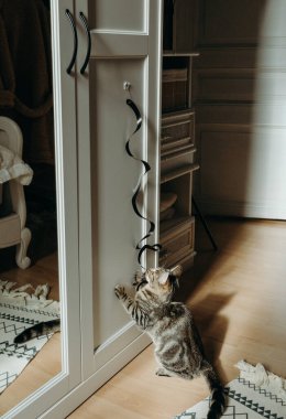 Güneşli bir yaz gününde, yatak odasındaki beyaz bir dolaba yapıştırılmış siyah spiral bir oyuncağı çekerken ve ısırırken küçük, güzel bir kedi yavrusu oynar. Modern yaşam tarzı evcil hayvanları düşünün, oyun zamanı.