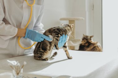 Beyaz önlüklü ve mavi eldivenli tanınmayan genç bir beyaz kız veteriner sarı steteskop yardımıyla bir kedi yavrusunun kalp atışını dinliyor. Gündüz vakti, yan görüş, orta plan gibi bir masada oturuyor. Konsept