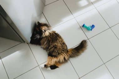 Güzel bir safkan uzun saçlı kedi fayanslı zeminde uzanmış, patileriyle buzdolabının altına yuvarlanmış bir topu arıyor. Yukarıdan ve yandan yakın çekim görüntüsü. Kavram: evcil hayvan yaşam tarzı, oyun zamanı.