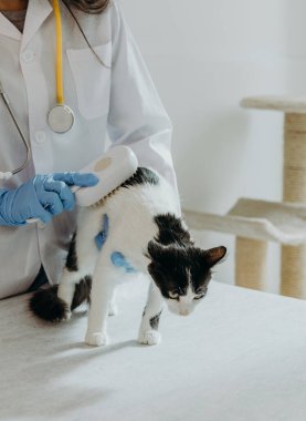 Beyaz önlüklü ve mavi eldivenli, tanınmayan genç bir beyaz kız veteriner siyah beyaz benekli küçük bir kediyi taramak için buhar tarağı kullanıyor, bu da gün boyunca ev ofisinin gri taştan bir masasında duruyor, yakın plan. Kavram