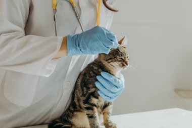 Beyaz önlüklü, mavi eldivenli, tanınmayan genç bir beyaz kız veteriner mantar bir kedinin yüzüne pamuk sopayla bakıyor. Gün boyunca ev ofisinin masasında sakince ve tatminsiz bir şekilde oturuyor.