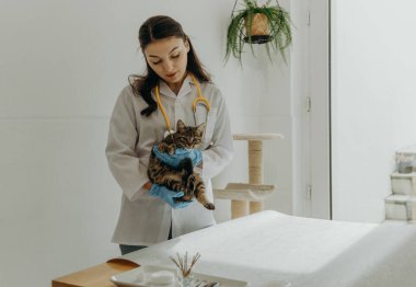 Beyaz önlüklü, mavi eldivenli ve boynunda sarı steteskop olan beyaz, genç bir veteriner kız elinde kameraya bakan üç renkli bir kedi yavrusu tutuyor. Gün boyunca ev ofisinde dikiliyor. Konsept