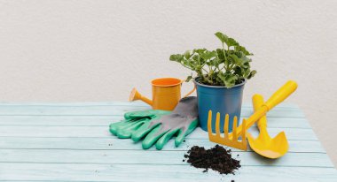 Sarı tırmık, kürek, turuncu sulama kutusu, eldivenler, saksıdaki sardunya çiçeği ve dağınık toprak açık mavi ahşap eski bir masanın sağ köşesinde, yan taraftan üst manzara, orta plan. Kavramsal bahçe aletleri seti, bahçe işleri zamanı..