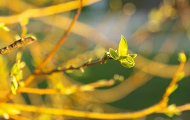 Süslü, ince bir bahar dalına sahip, ilk genç yapraklar ve şiş tomurcuklarla kaplı, bahar güneşinin ışınlarında bokeh olan bulanık bir arka plan, seçici odaklı bir kenar görüş. Konsept: Nat 'in klasik anı