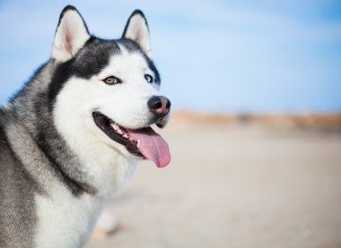 Safkan husky dinlenme