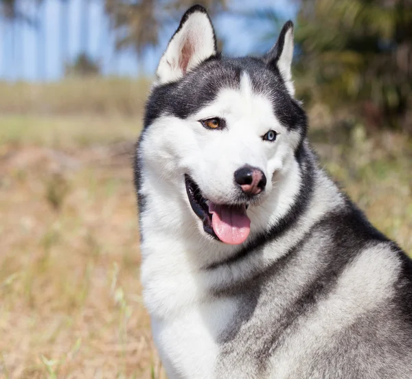 Adorable husky sitting — Stock Photo, Image