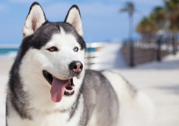 Purebri husky riposo — Foto Stock