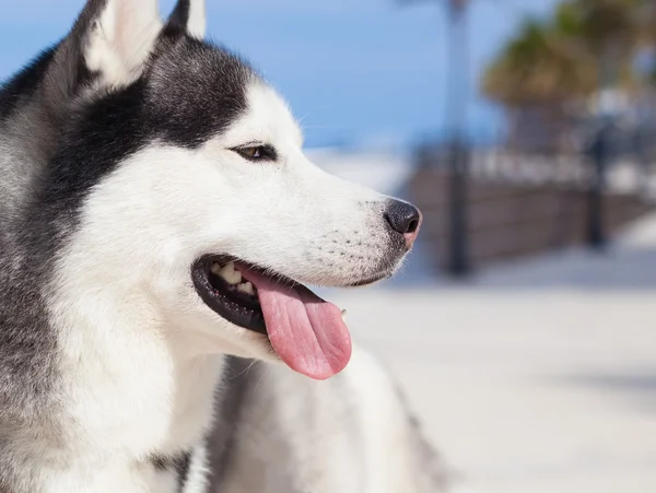 Trett, husky som viser tunge – stockfoto