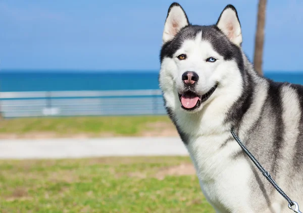 Purebred husky resting — Stock Photo, Image