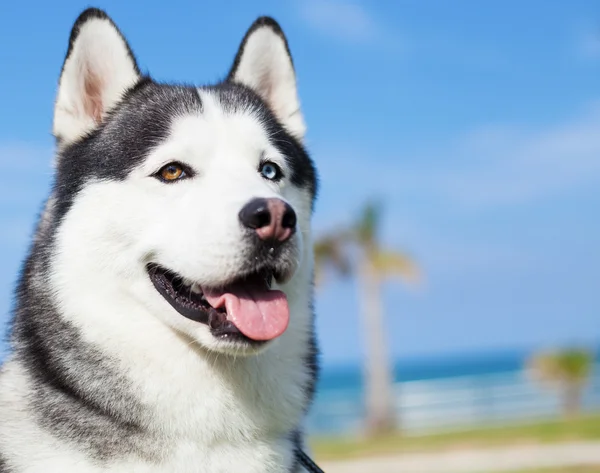 Purebred husky resting — Stock Photo, Image