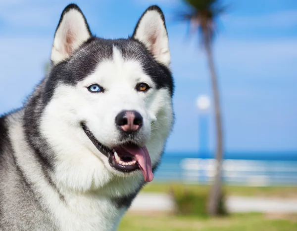 Adorable husky at park — Stock Photo, Image