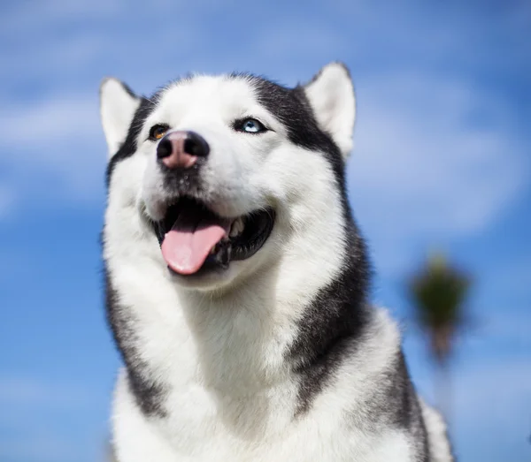 Sibirsk husky under himmelen – stockfoto