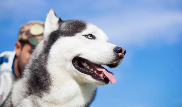 Adorabile husky con il suo proprietario — Foto Stock