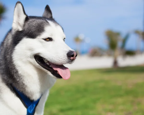 Purebred husky resting — Stock Photo, Image