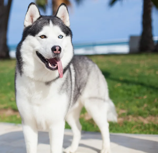 Siberian husky at park — Stock Photo, Image