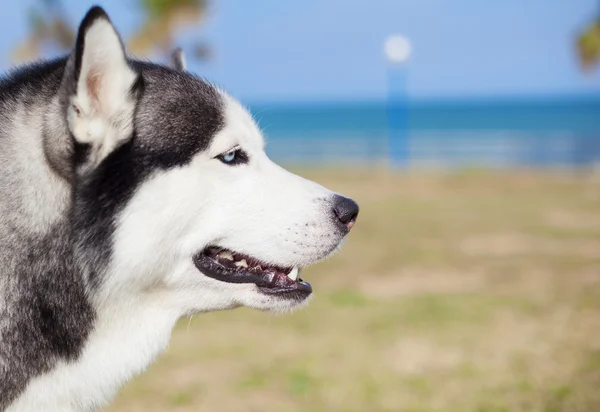 Siberian husky at park — Stock Photo, Image