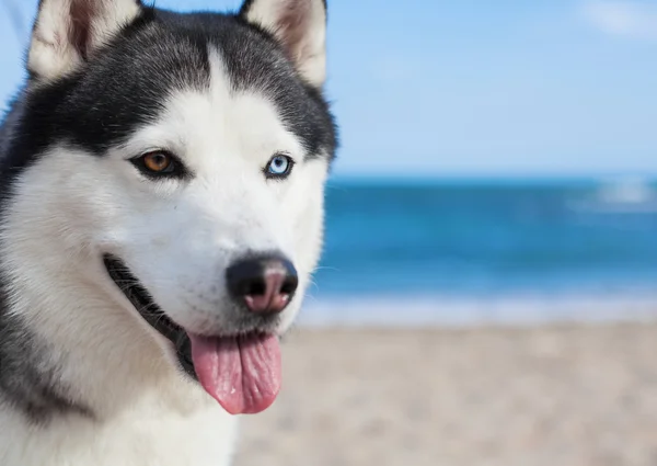 สวยมากมาก husky ที่ชายหาด — ภาพถ่ายสต็อก