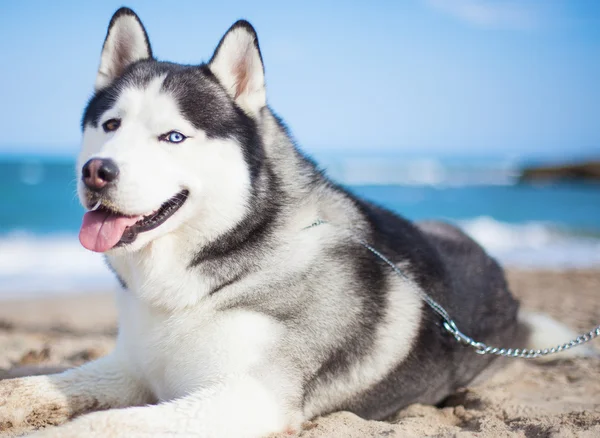 พันธุ์บริสุทธิ์ husky พักผ่อน — ภาพถ่ายสต็อก