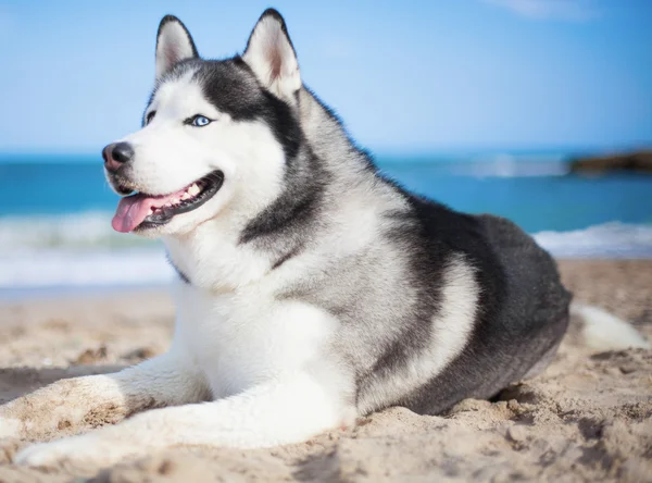 Purebred husky resting — Stock Photo, Image