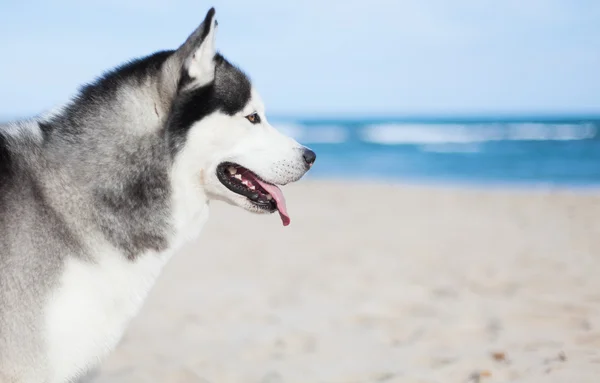 Siberian husky under sky — Stock Photo, Image