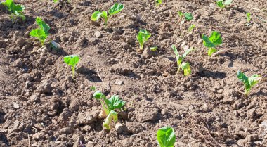 Closeup büyüyen patates