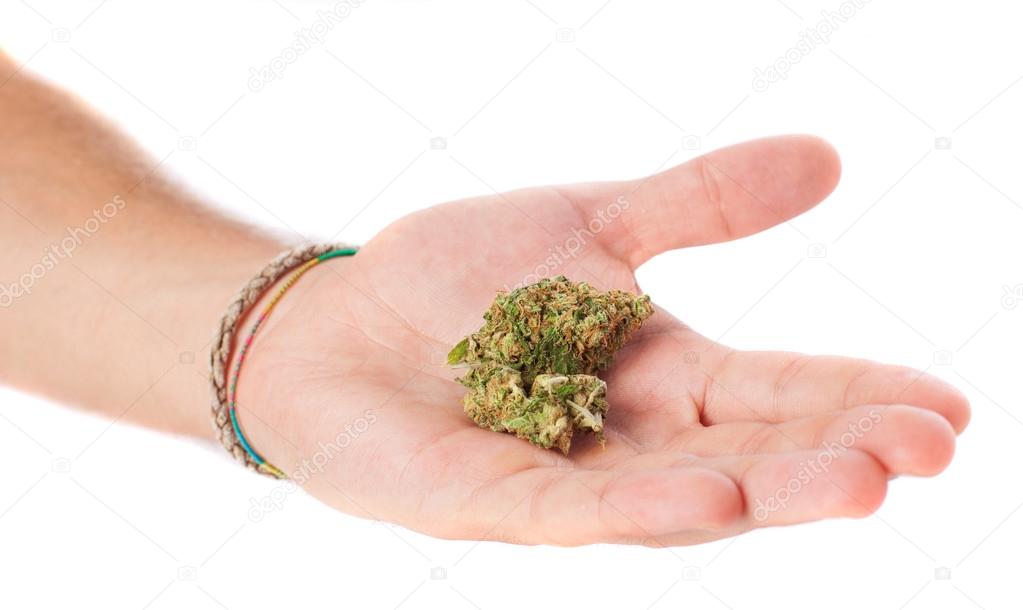 Hand with marijuana isolated