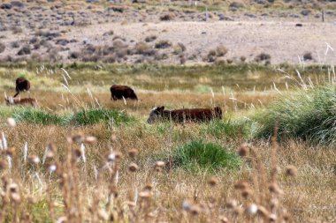 Arjantin 'deki tarlada inekler