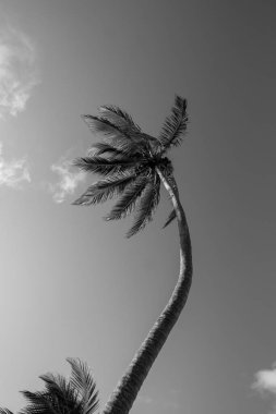 Uzun bir palmiye ağacı açık bir gökyüzüne karşı duruyor. Yaprakları ılık deniz esintisinde usulca sallanıyor, güneşli bir günde okyanusun sessizliğini yakalıyor..